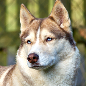 Husky Mia - Hesse Coaching