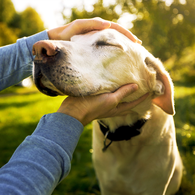 Claudia Hesse - Coaching für Hundehalter und Hundefreunde