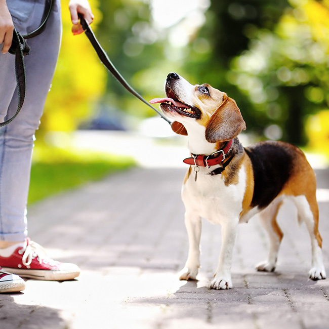 Claudia Hesse - Coaching für Hundehalter und Hundefreunde